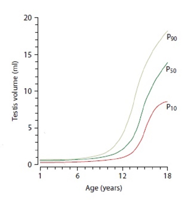 VOLUME TESTICULAR - ULTRASSONOGRAFIA